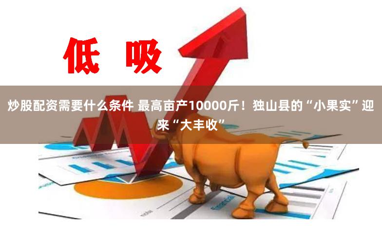 炒股配资需要什么条件 最高亩产10000斤！独山县的“小果实”迎来“大丰收”